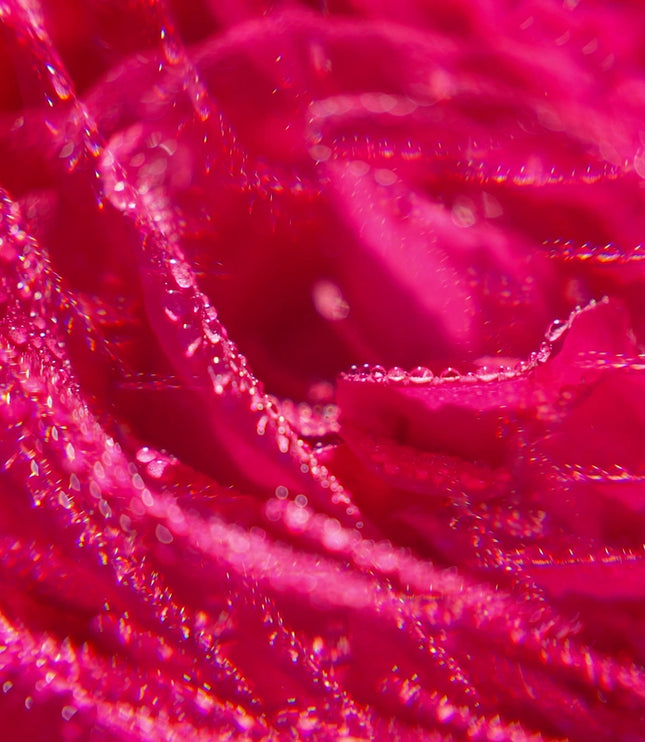 ROSE Eau Parfumée 30ml - ROGER GALLET