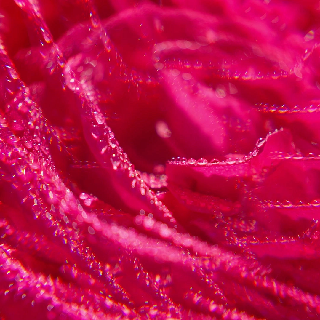ROSE Eau Parfumée 30ml - ROGER GALLET